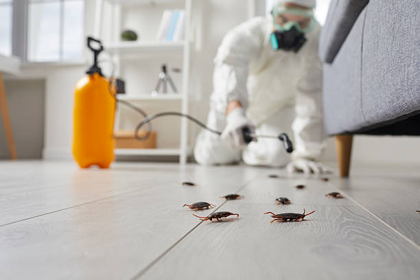 Commercial Rodent Management in Bountiful